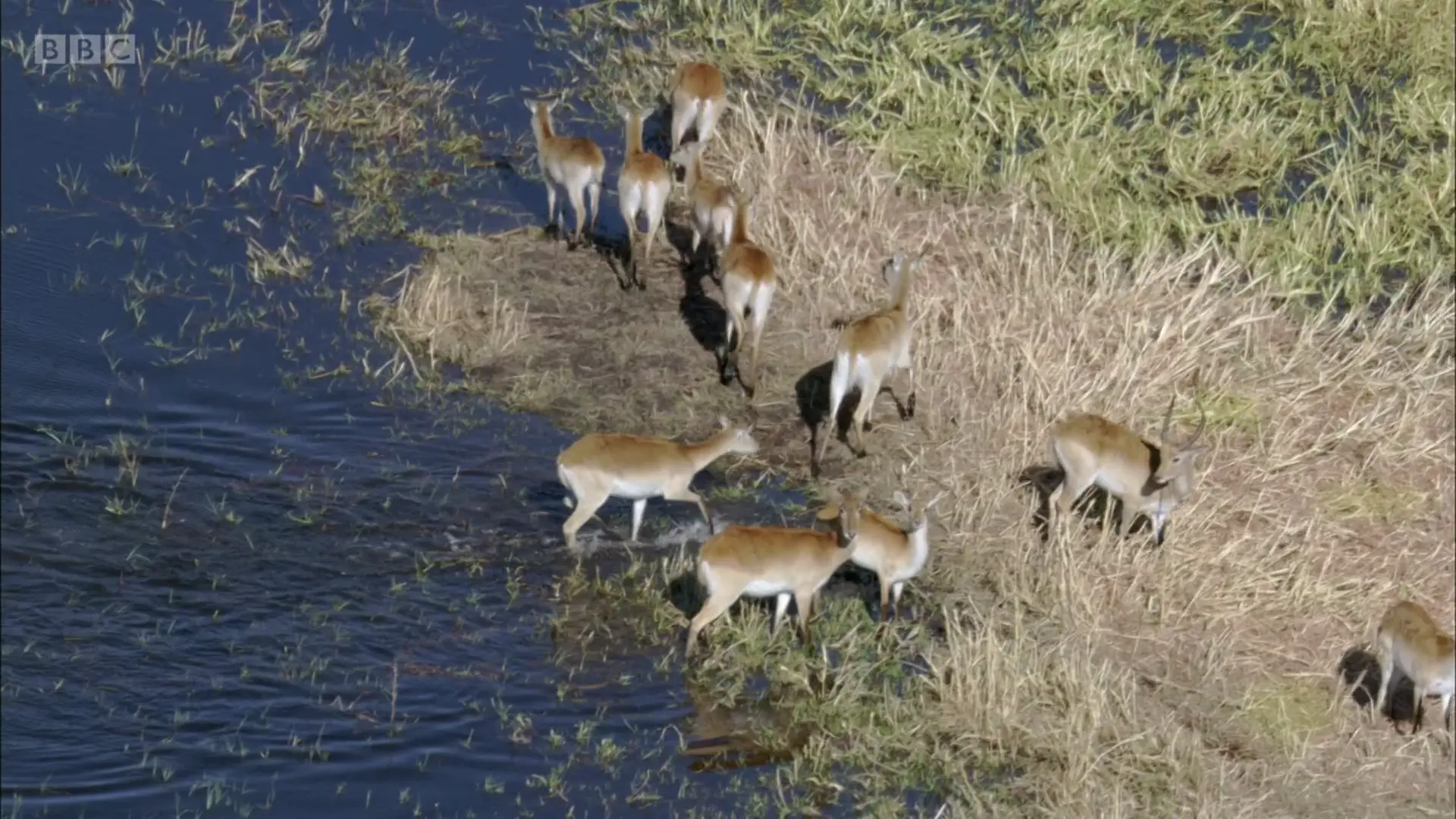 Red lechwe (Kobus leche leche) as shown in Planet Earth - From Pole to Pole